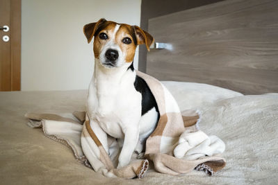 Portrait of dog at home