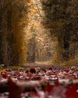 Group of people in forest during autumn