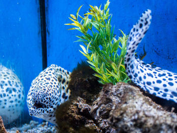 Close-up of plants in water
