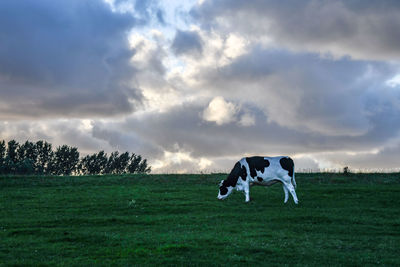 Horses in a field