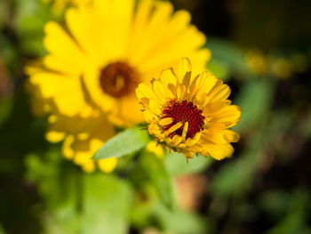 Close-up of yellow flower blooming outdoors