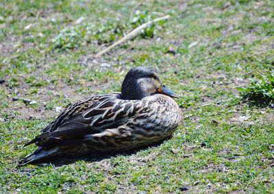 Bird on grassy field