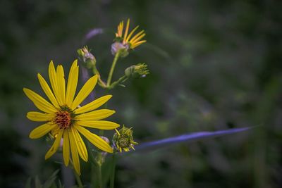 Close-up of yellow flower