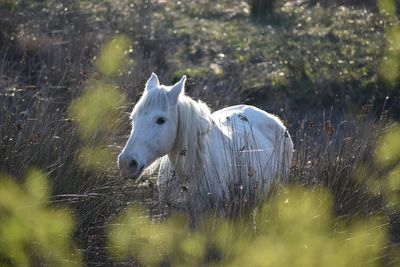 View of white horse on field