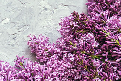 Close-up of purple flowering plants