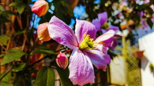 Close-up of pink flower