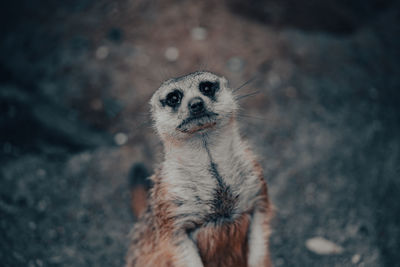 Close-up portrait of an animal