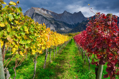 Weinbaugebiet, view of vineyard against sky