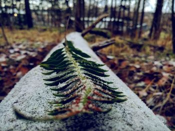 Close-up of tree trunk in forest