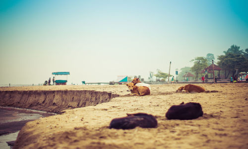 View of beach against clear sky