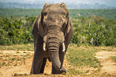Huge african elephant, loxodonta africana, in savannah bush in addo national park, south africa