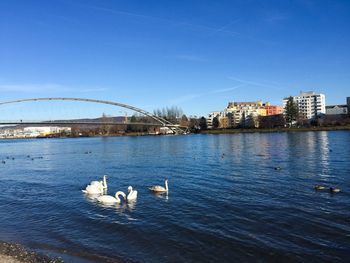 Ducks swimming in river against blue sky