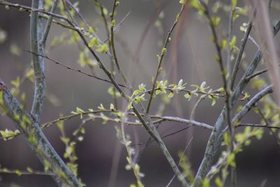 Close-up of plants on branch