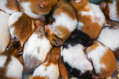 High angle view of ducklings on floor