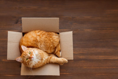 Cute ginger cat lies in carton box on wooden background. fluffy pet is staring in camera. 