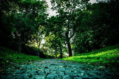 Trees in forest against sky