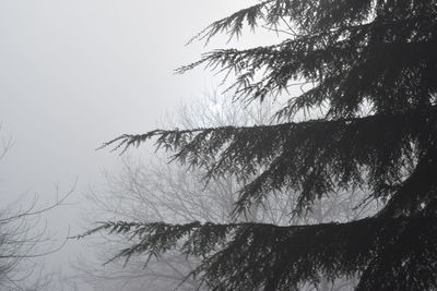 Low angle view of trees against sky