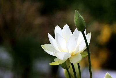 Close-up of white flowering plant