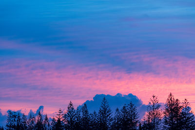 Trees against sky during winter