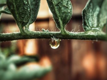 Close-up of water drops on leaf