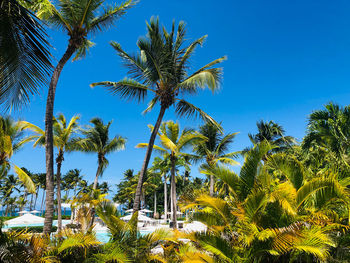 Low angle view of coconut palm trees against blue sky