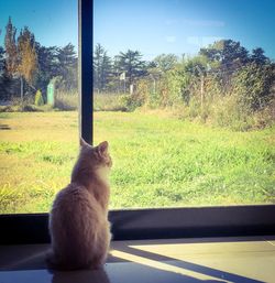 Cat sitting on a window