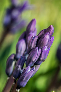 Close-up of purple flowering plant