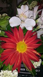 Close-up of white hibiscus blooming outdoors