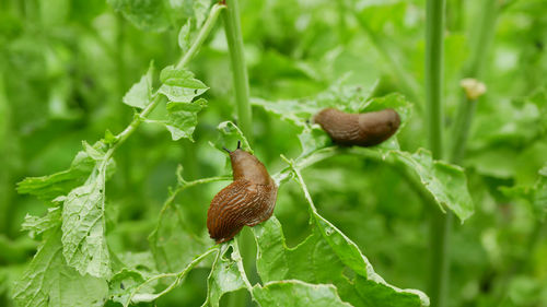 Close-up of snail on plant