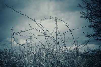 Bare tree on field against sky