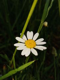 Close-up of white chamomile blooming outdoors