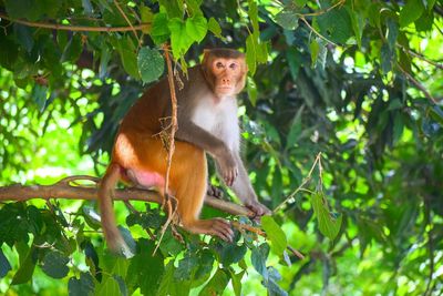 Portrait of monkey sitting on tree in forest