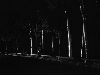 View of trees at night