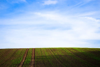 Scenic view of agricultural field against sky