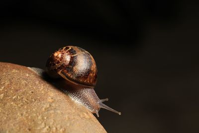 Close-up of snail against black background