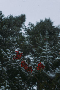 Close-up of frozen plants against trees during winter