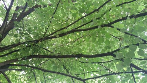 Close-up of green leaves