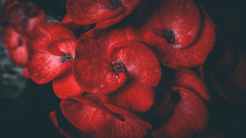 Close-up of red flowering plant