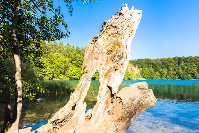 Tree trunk by lake against blue sky