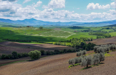 Scenic view of agricultural field against sky