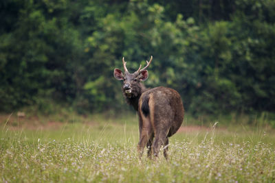 Sambar deer in khao yai national park thailand