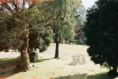 Trees in park