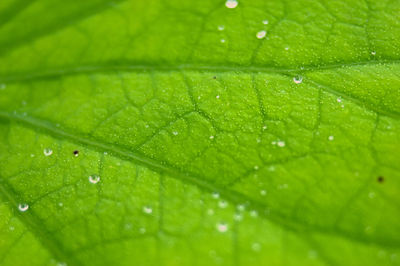 Close-up of raindrops on green leaves