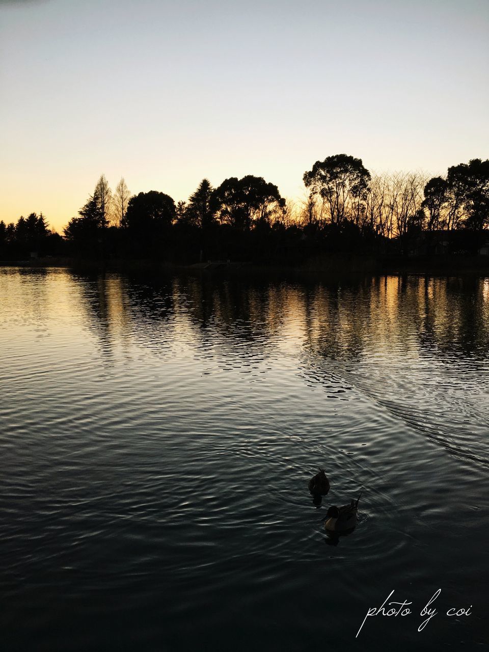 animal themes, bird, water, animals in the wild, lake, wildlife, reflection, duck, clear sky, tree, silhouette, sunset, swimming, tranquil scene, nature, tranquility, beauty in nature, one animal, scenics, waterfront