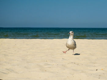 Seagull on the beach