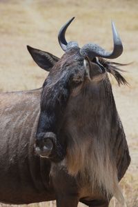 Close-up of a horse