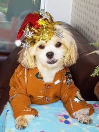 Portrait of cute dog