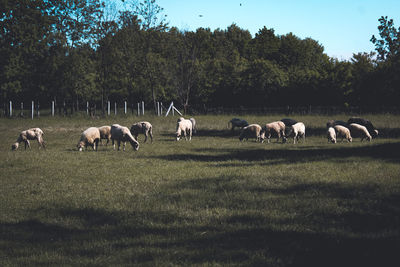 Horses on field