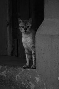 Portrait of cat sitting on wall