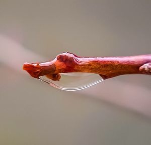 Close-up of drink against black background